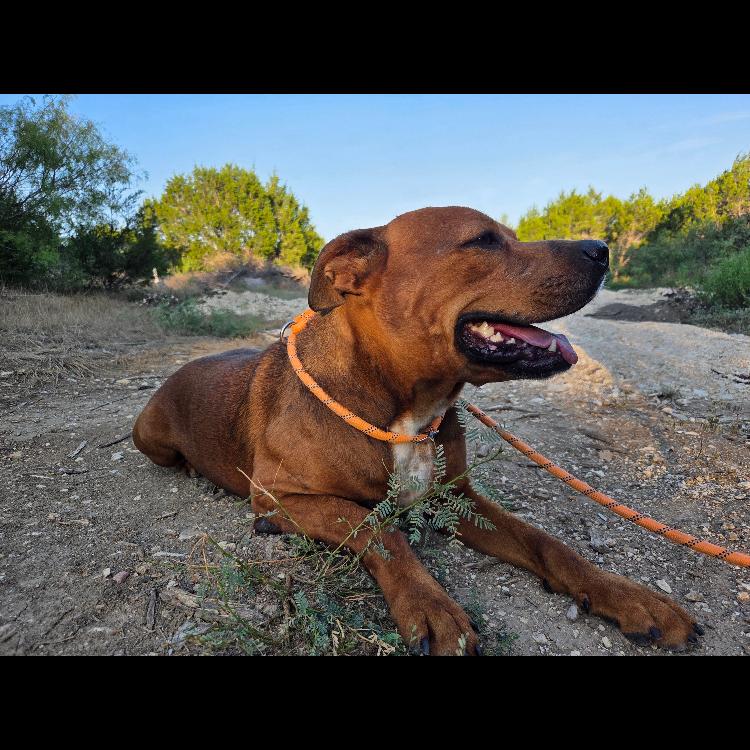 Enlarge Alamo, a Adoptable mixed breed in Hagerstown, MD image 3/6