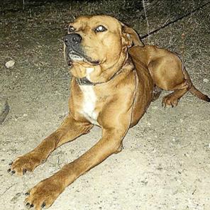 Enlarge Alamo, a Adoptable mixed breed in Hagerstown, MD image 4/6