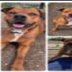 Enlarge Alamo, a Adoptable mixed breed in Hagerstown, MD image 5/6