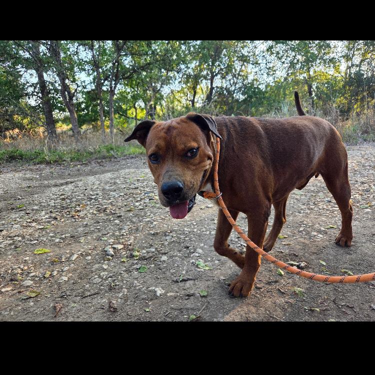 Enlarge Alamo, a Adoptable mixed breed in Hagerstown, MD image 6/6