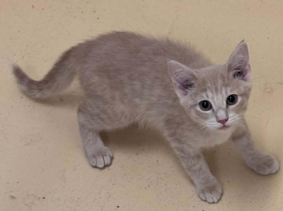 Enlarge wednesday, a Adoptable Domestic Short Hair in Tappahannock, VA image 1/1