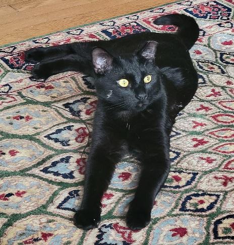 Hugo , ADOPTABLE, Young Male Domestic Short Hair.