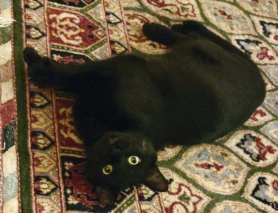 Enlarge Hugo , a ADOPTABLE Domestic Short Hair in Flushing, NY image 3/3