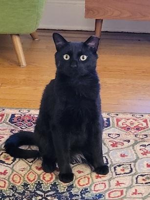 Hugo , ADOPTABLE, Young Male Domestic Short Hair.