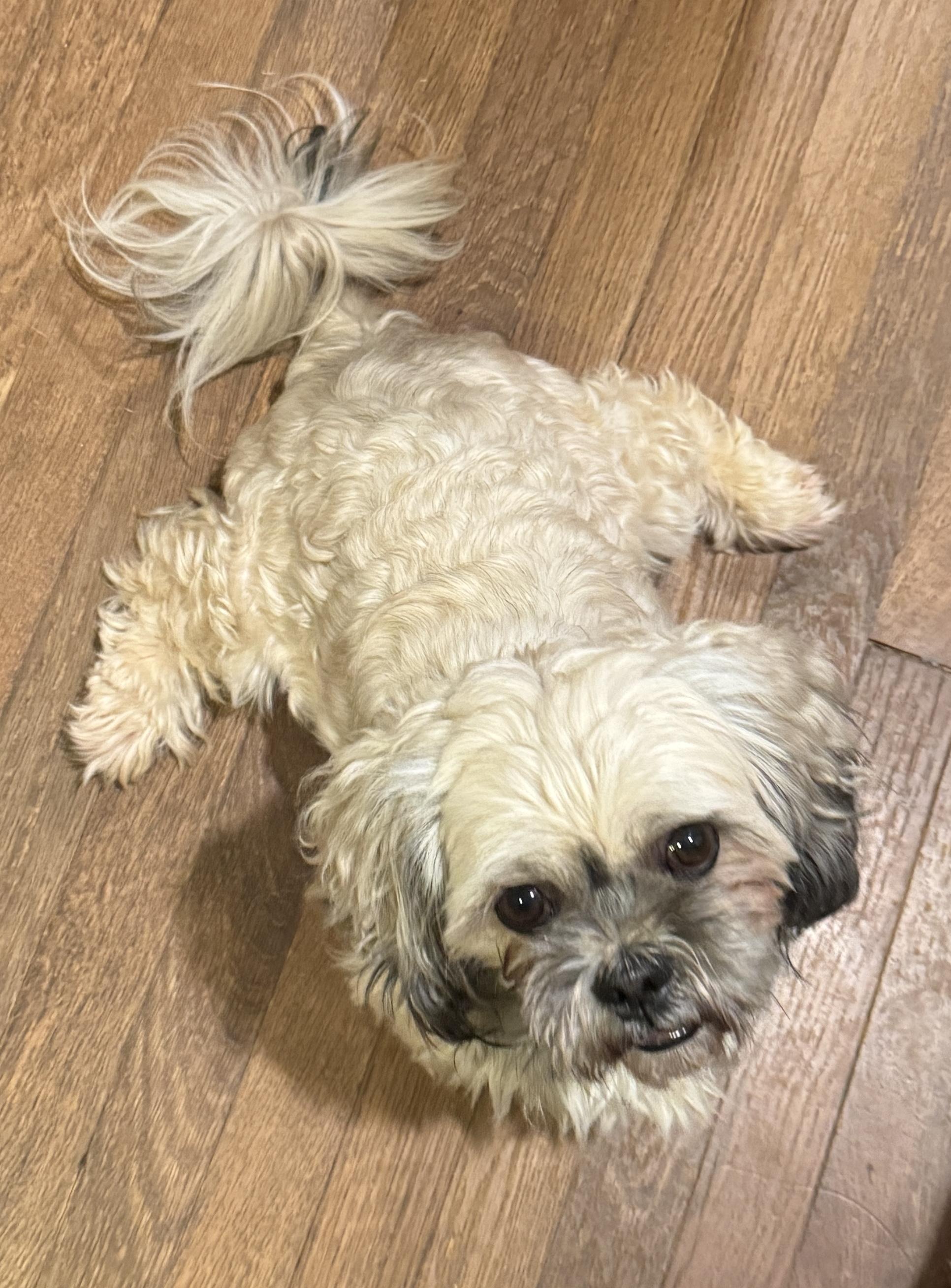 Enlarge Casanova, an adopted Lhasa Apso in Atlanta, GA image 4/4
