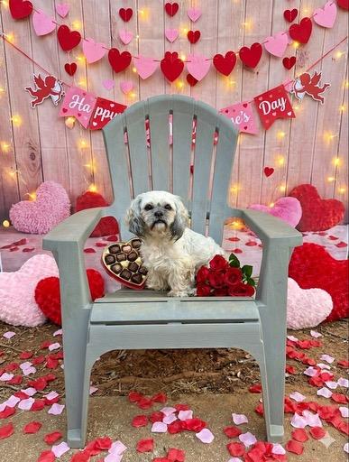 Enlarge Casanova **PENDING ADOPTION**, a ADOPTABLE Lhasa Apso in Atlanta, GA image 2/2