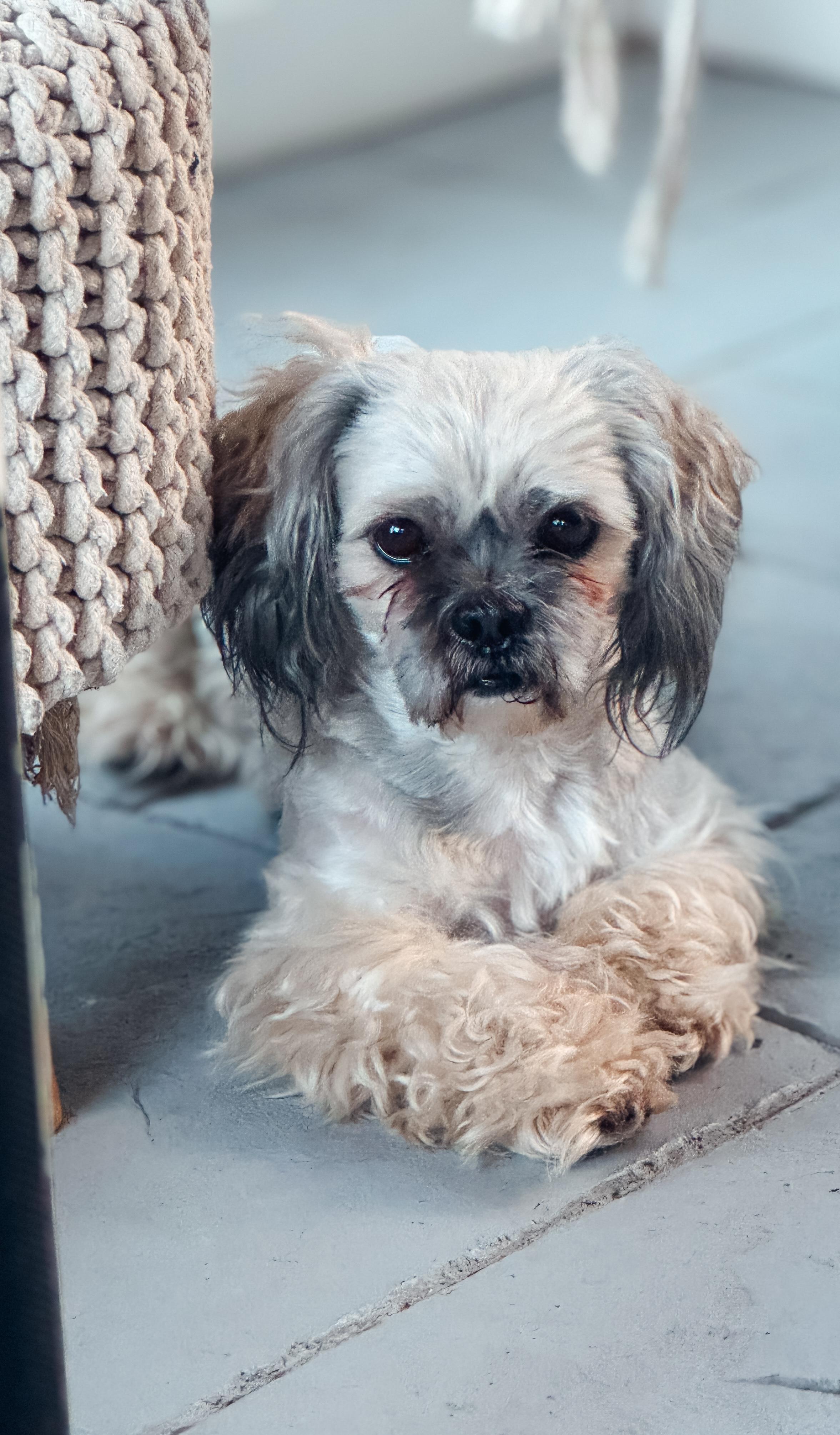 Enlarge Casanova **PENDING ADOPTION**, a ADOPTABLE Lhasa Apso in Atlanta, GA image 1/2