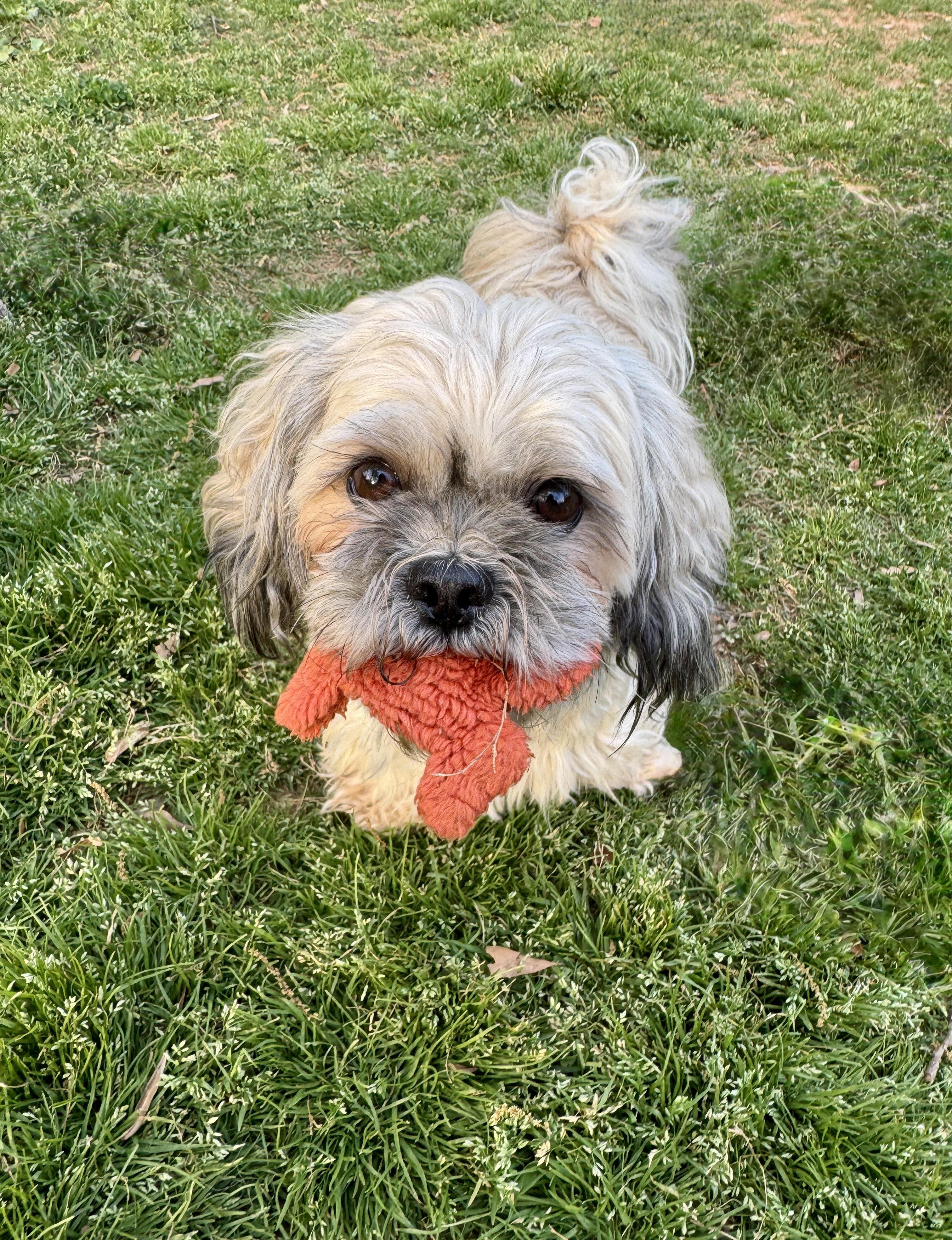Enlarge Casanova, an adopted Lhasa Apso in Atlanta, GA image 3/4