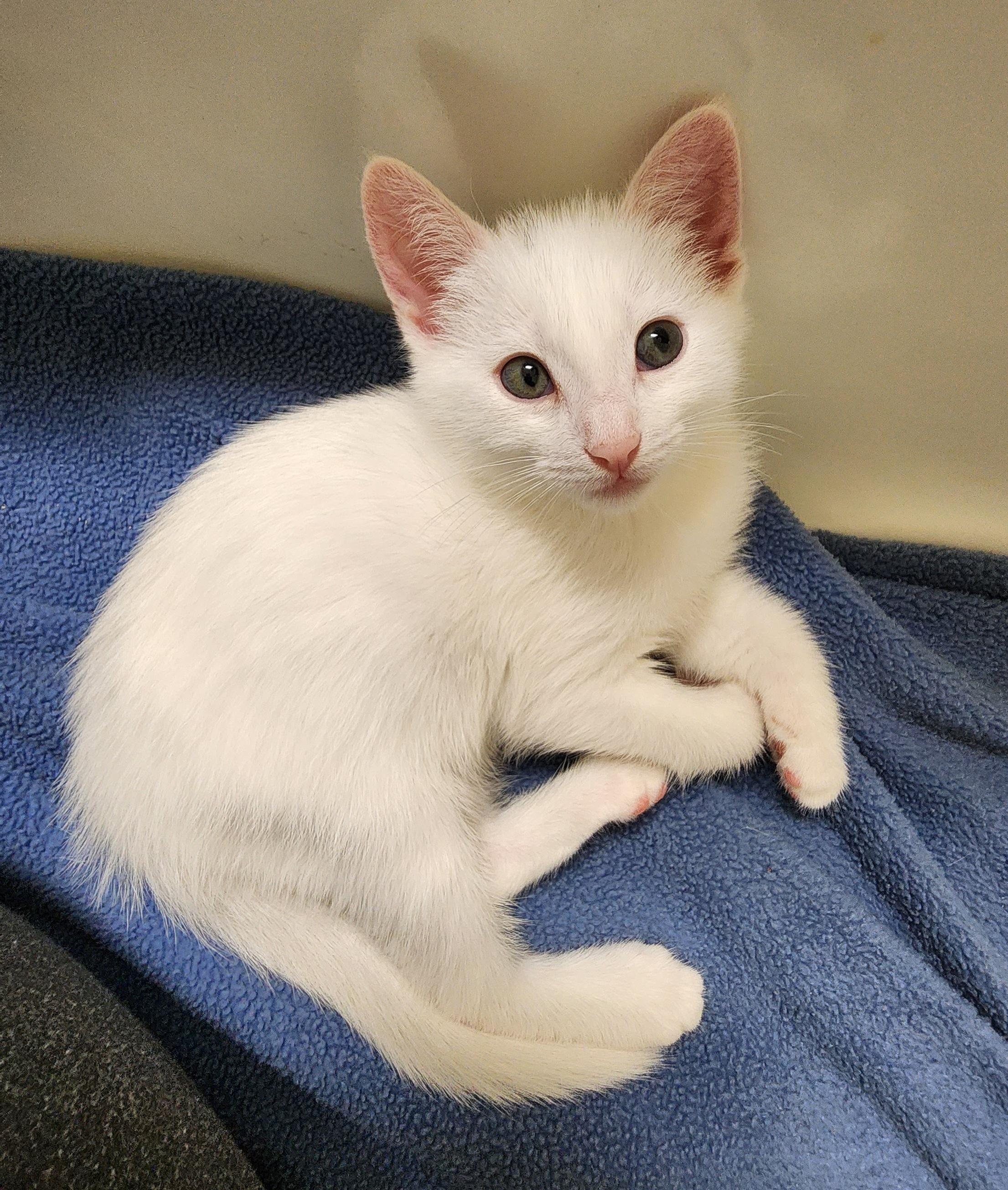 Trick Or Treats? thumbnail 2