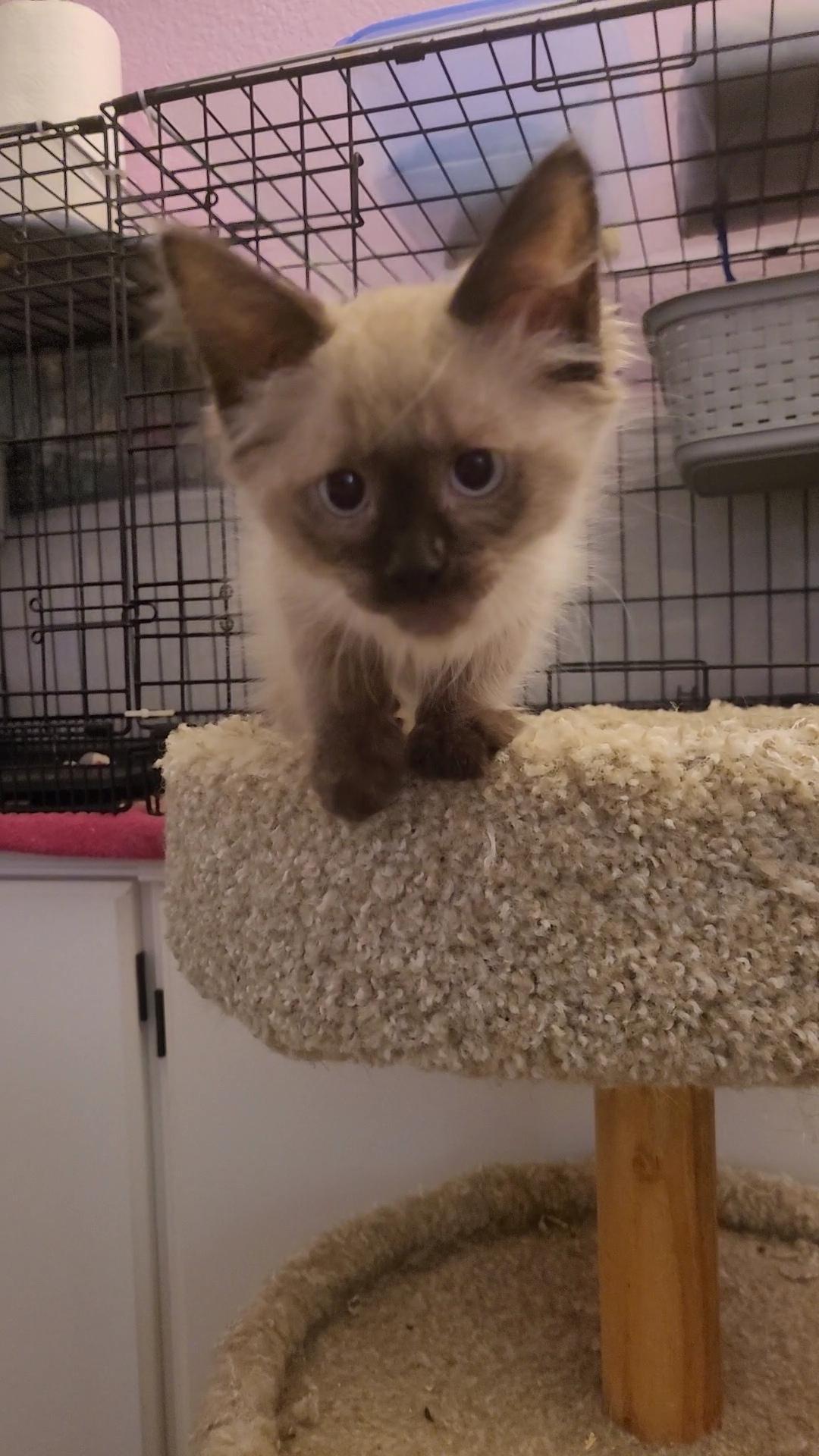 Enlarge GUMMI BEAR, a Adoptable mixed breed in Escalon, CA image 1/6
