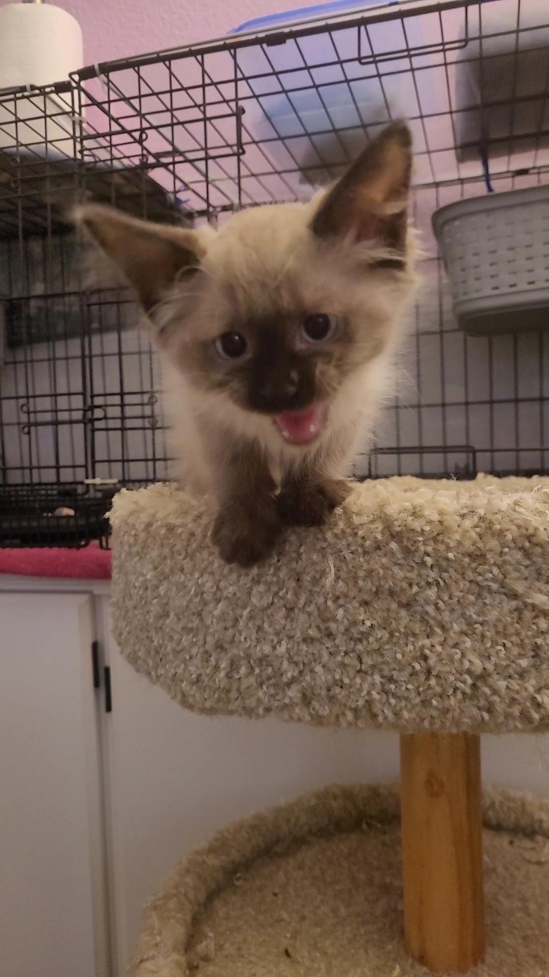 Enlarge GUMMI BEAR, a Adoptable mixed breed in Escalon, CA image 5/6