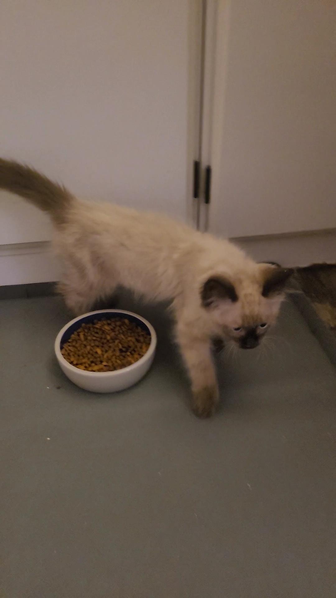 Enlarge GUMMI BEAR, a Adoptable mixed breed in Escalon, CA image 3/6