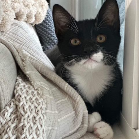 Drax, Adopted, Young Male American Shorthair.