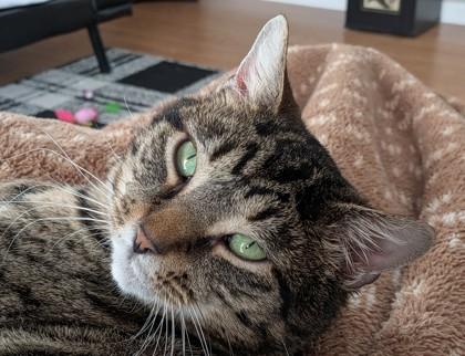 Che Che, Adoptable, Adult Male Domestic Short Hair & Domestic Short Hair.