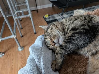 Enlarge Che Che, a Adoptable mixed breed in Columbus, OH image 2/3