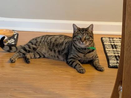 Enlarge Che Che, a Adoptable mixed breed in Columbus, OH image 3/3