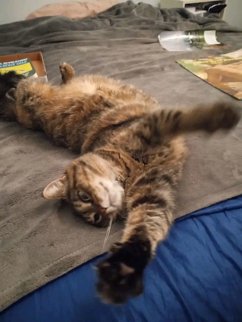 Enlarge Addie, a Adoptable Domestic Short Hair in Nottingham, MD image 1/4