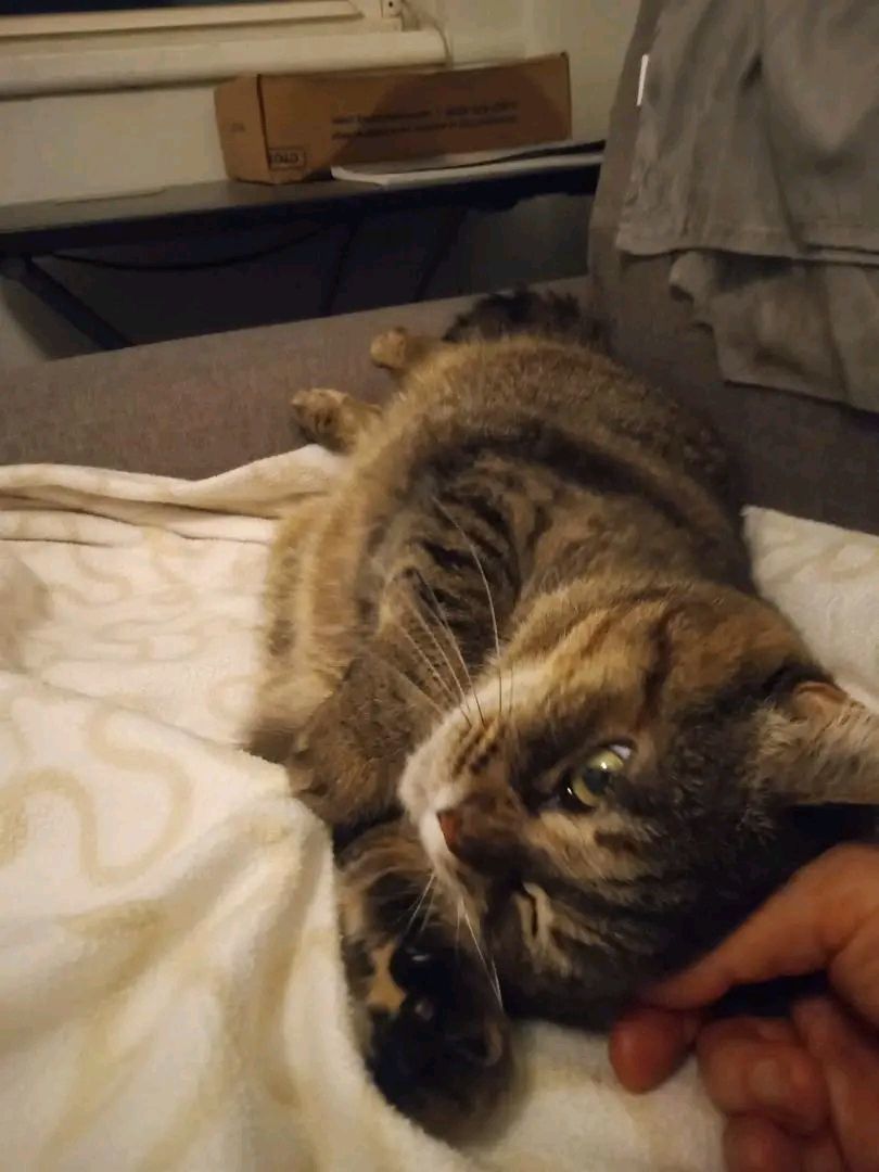 Enlarge Addie, a Adoptable Domestic Short Hair in Nottingham, MD image 2/4