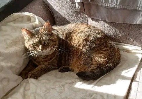 Enlarge Addie, a Adoptable Domestic Short Hair in Nottingham, MD image 3/4