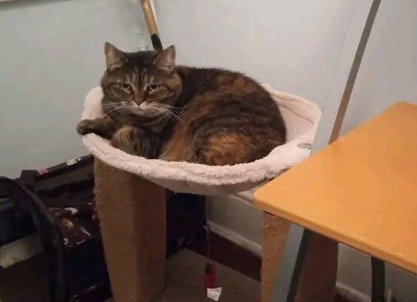 Enlarge Addie, a Adoptable Domestic Short Hair in Nottingham, MD image 4/4