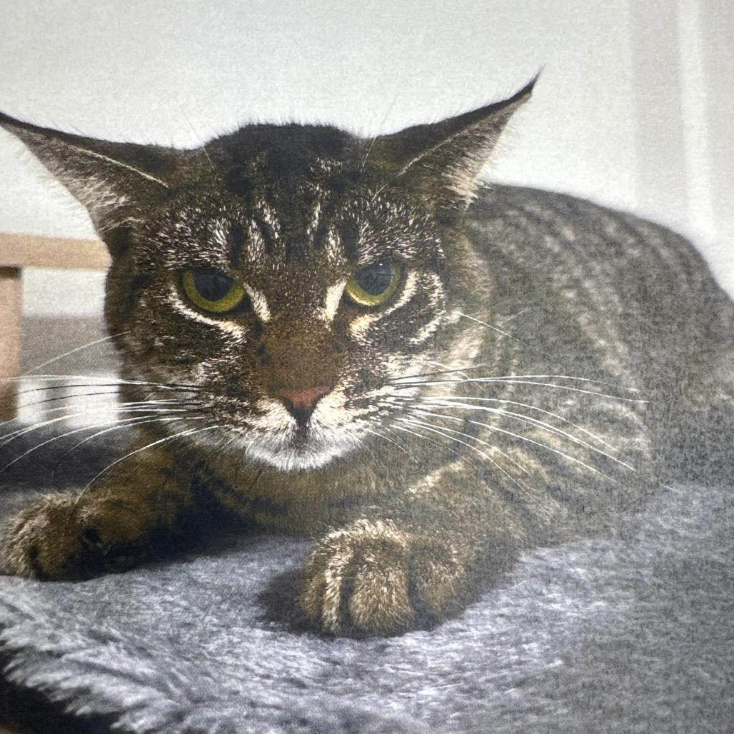 Enlarge Tammy, a Adoptable Domestic Short Hair in Hamburg, NY image 2/3