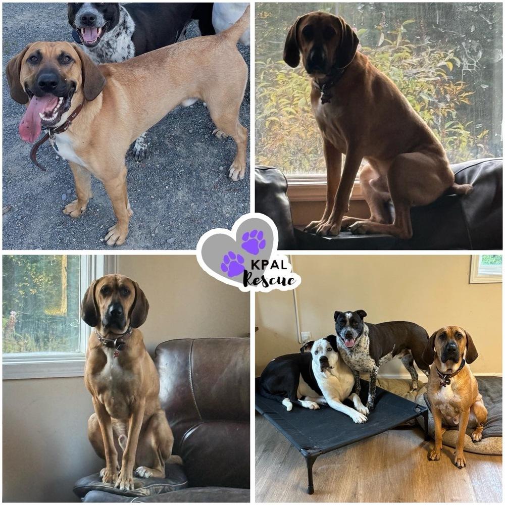 Enlarge Walker, a Adoptable mixed breed in Kenai, AK image 1/5