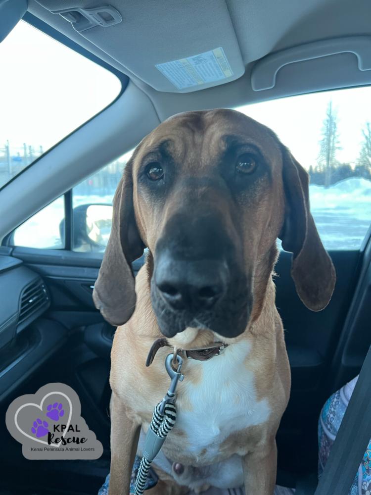Enlarge Walker, a Adoptable mixed breed in Kenai, AK image 3/5