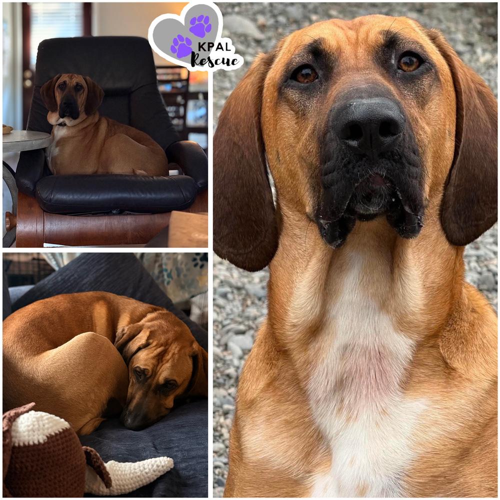 Enlarge Walker, a Adoptable mixed breed in Kenai, AK image 4/5