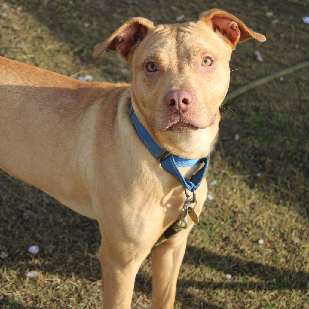 Enlarge Smoke, a Adoptable Pit Bull Terrier in Cleveland, MS image 1/4