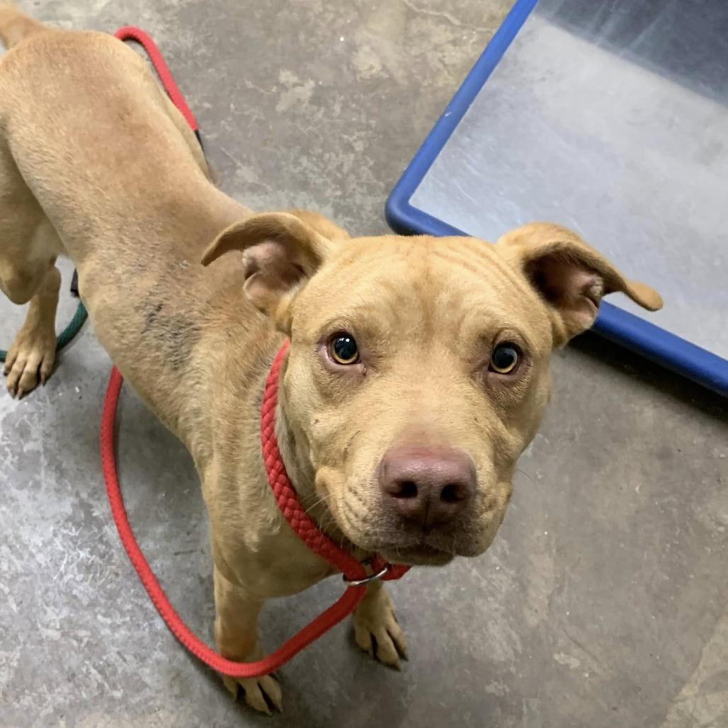 Enlarge Smoke, a Adoptable Pit Bull Terrier in Cleveland, MS image 2/4