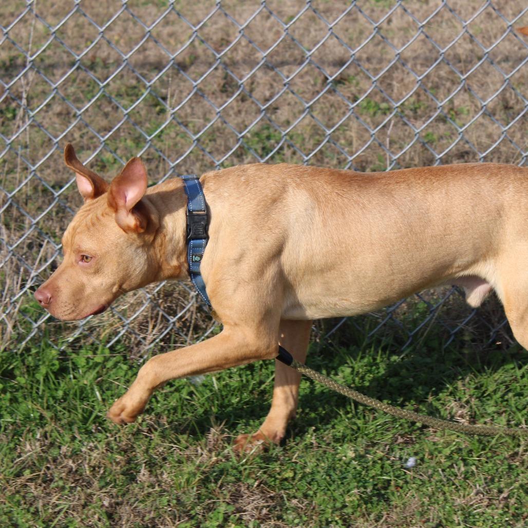 Enlarge Smoke, a Adoptable Pit Bull Terrier in Cleveland, MS image 4/4