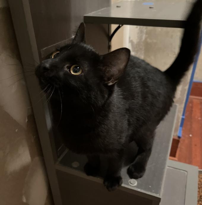 Woodstock, a other Domestic Short Hair in Manhattan , KS image 1/3