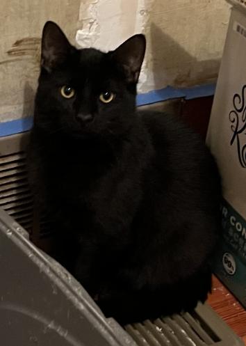 Woodstock, a other Domestic Short Hair in Manhattan , KS image 2/3