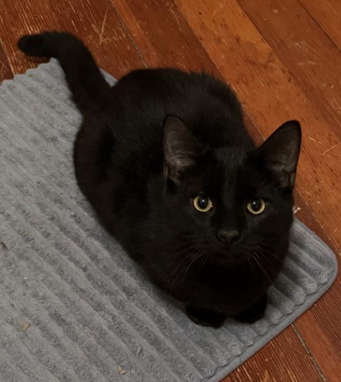 Woodstock, a other Domestic Short Hair in Manhattan , KS image 3/3