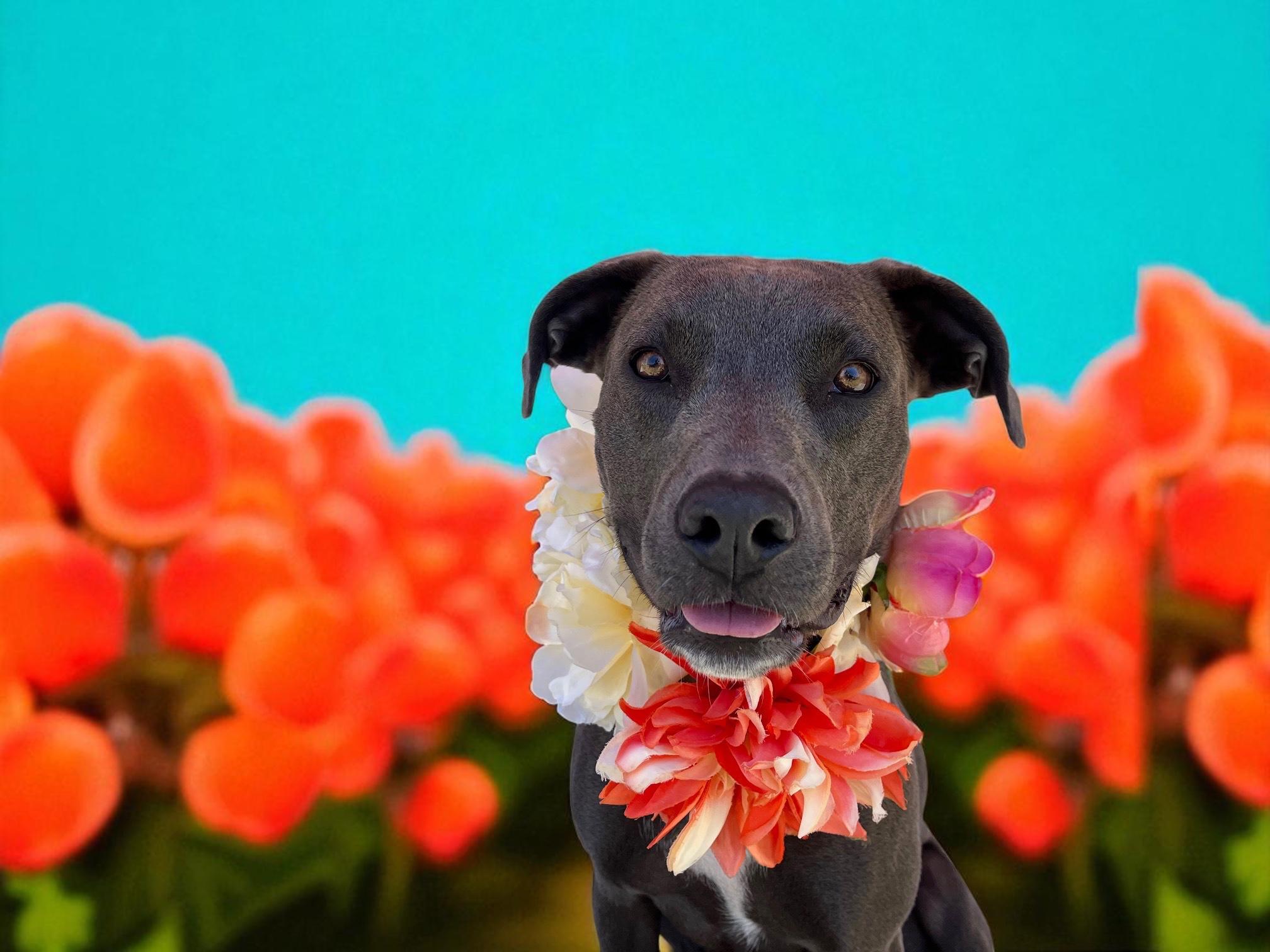 Chloe-ADOPT Me!! photo 2