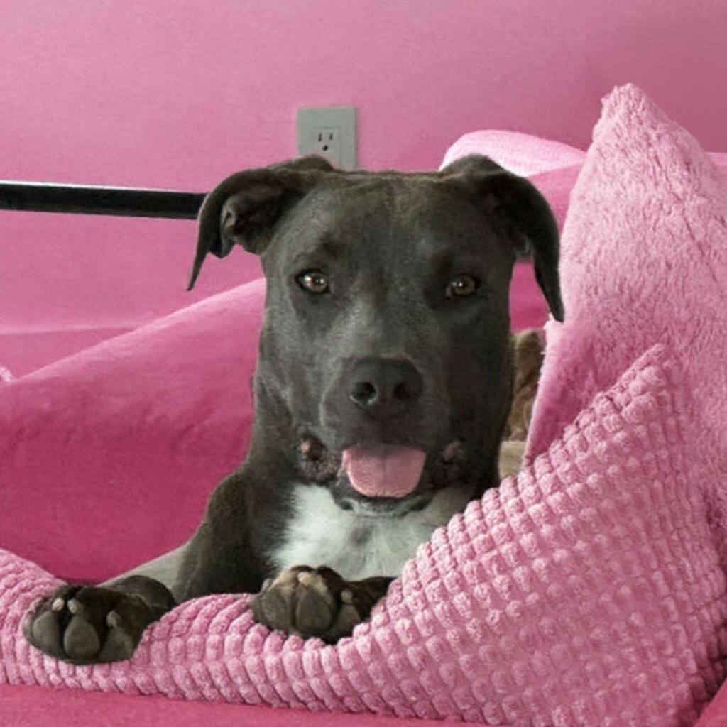 Chloe-ADOPT Me!! photo 3
