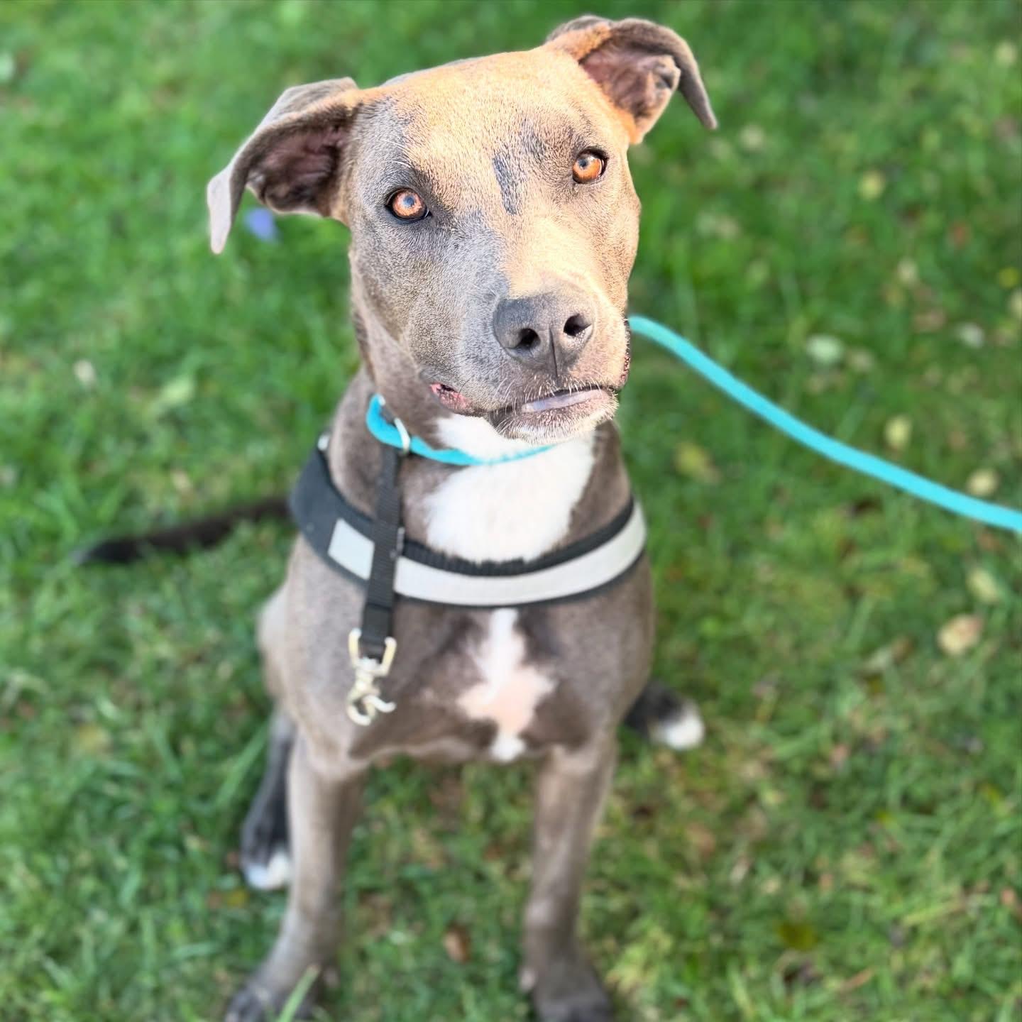 Chloe-ADOPT Me!! photo 4