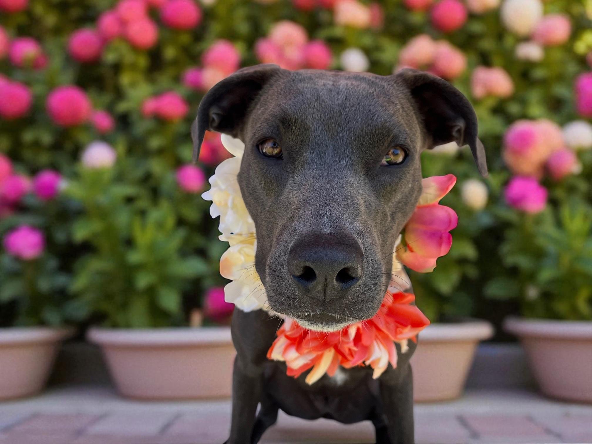 Chloe-ADOPT Me!! photo 5