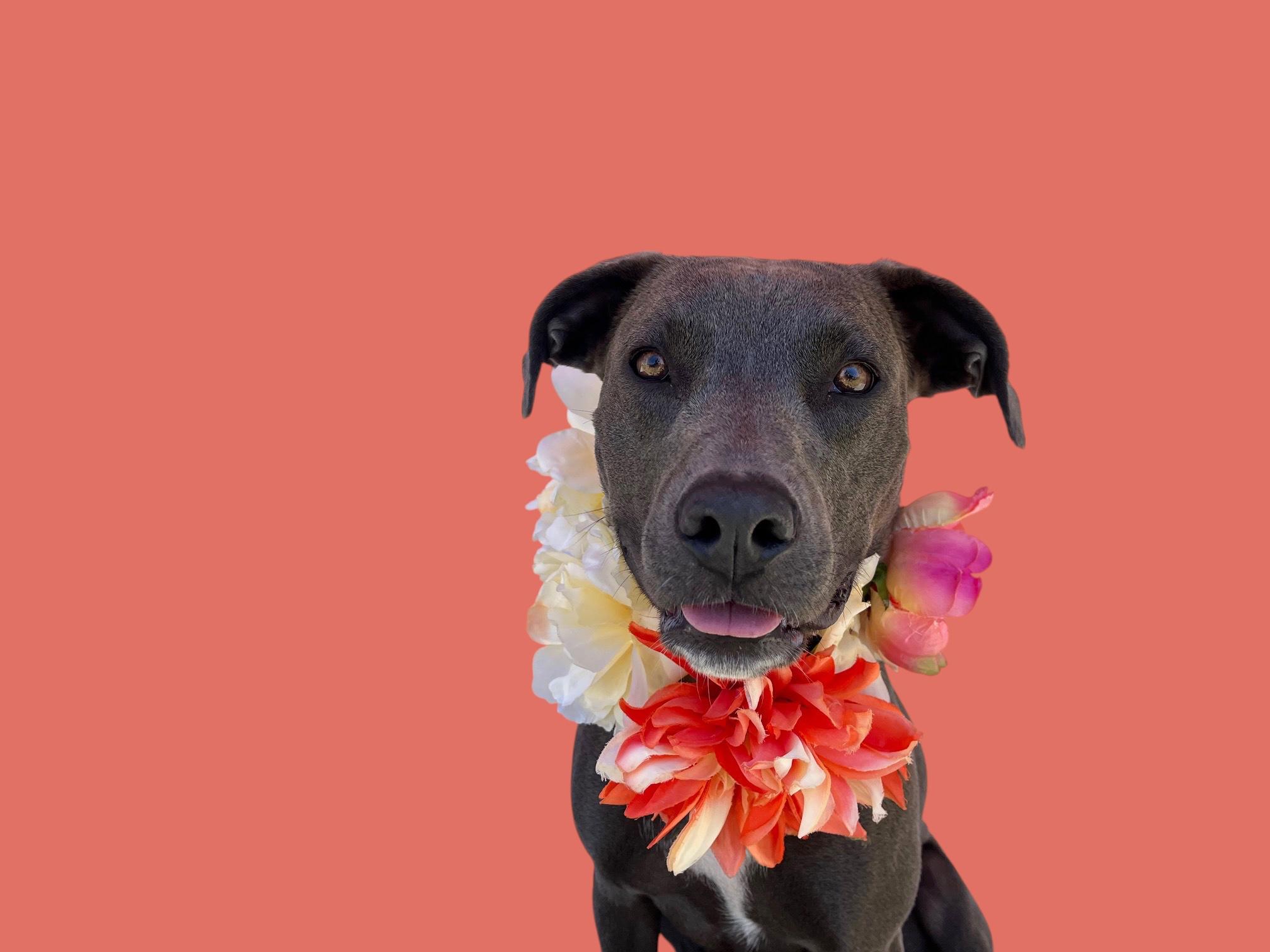 Chloe-ADOPT Me!!, Young Female Pit Bull Terrier