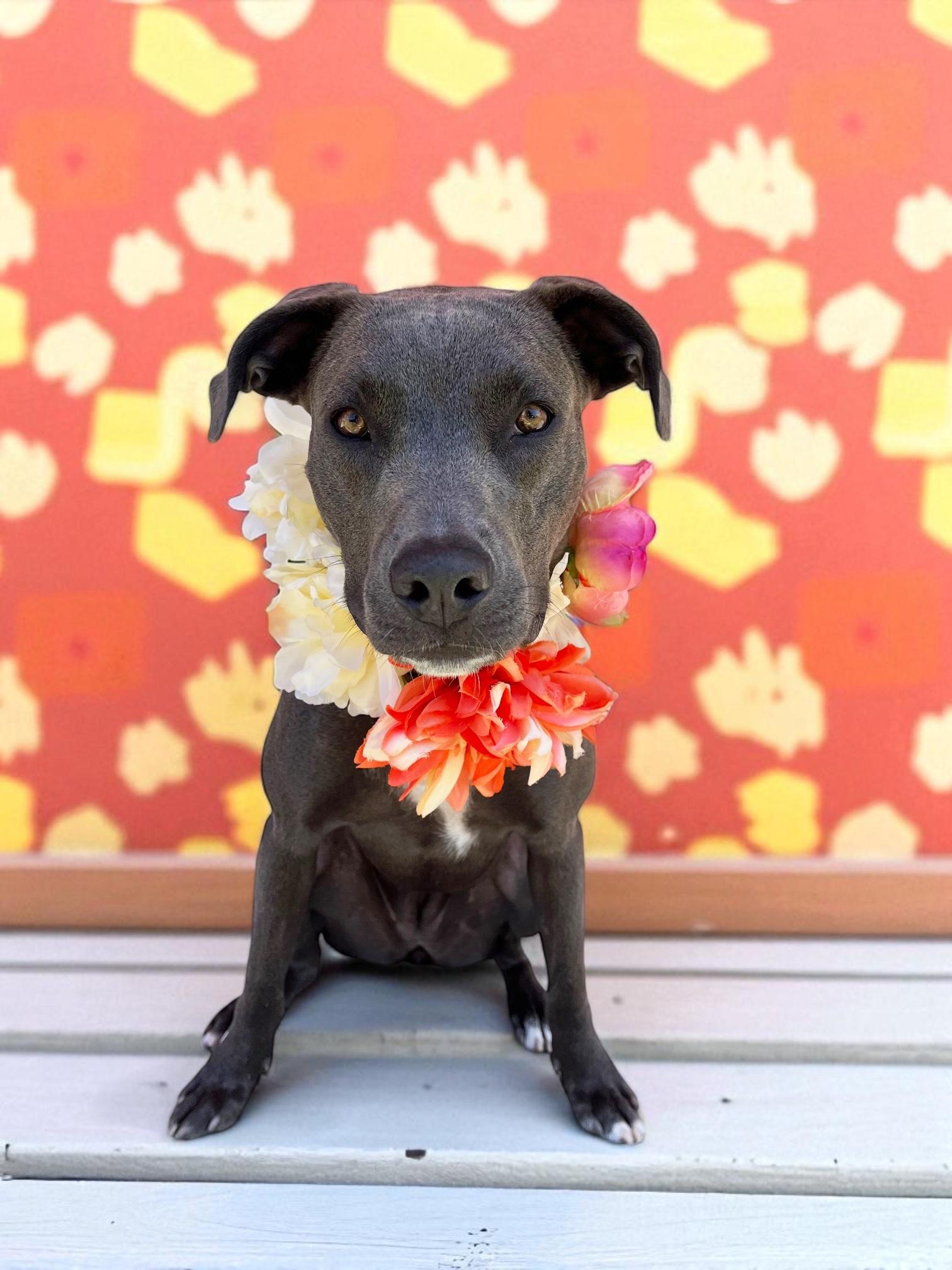 Chloe-ADOPT Me!! photo 6