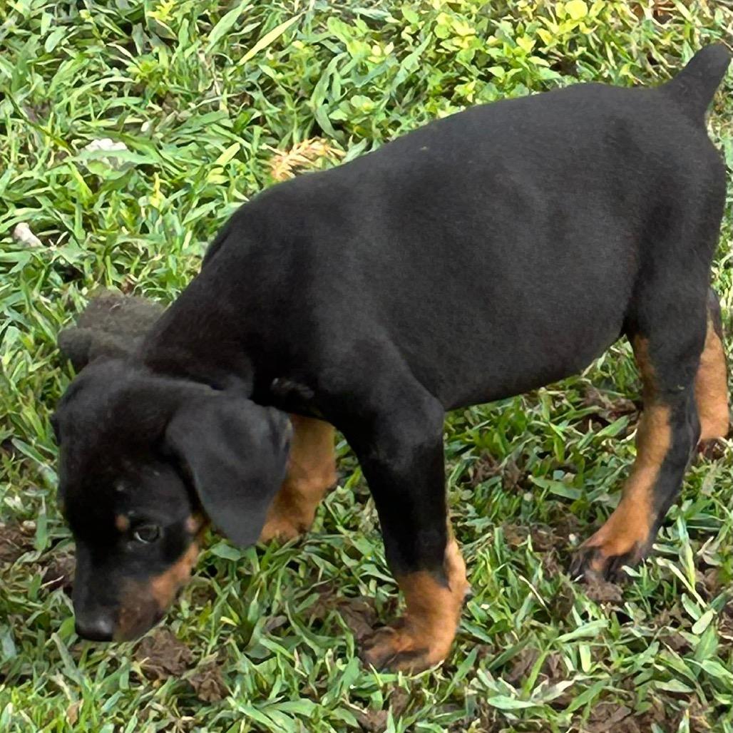 Tiny Tim, Adoptable, Puppy Male Doberman Pinscher.