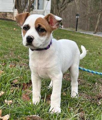 Soup, ADOPTABLE, Puppy Male Terrier.