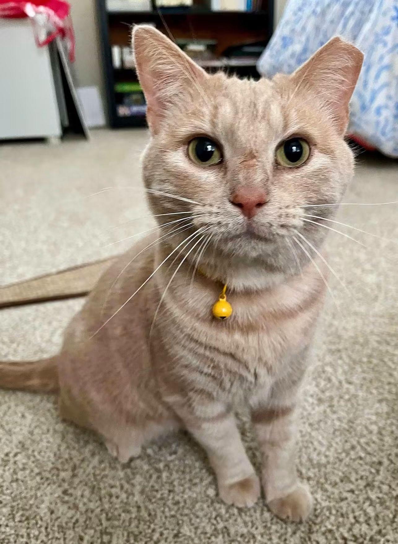 Pumpkin, Adoptable, Adult Female Tabby.
