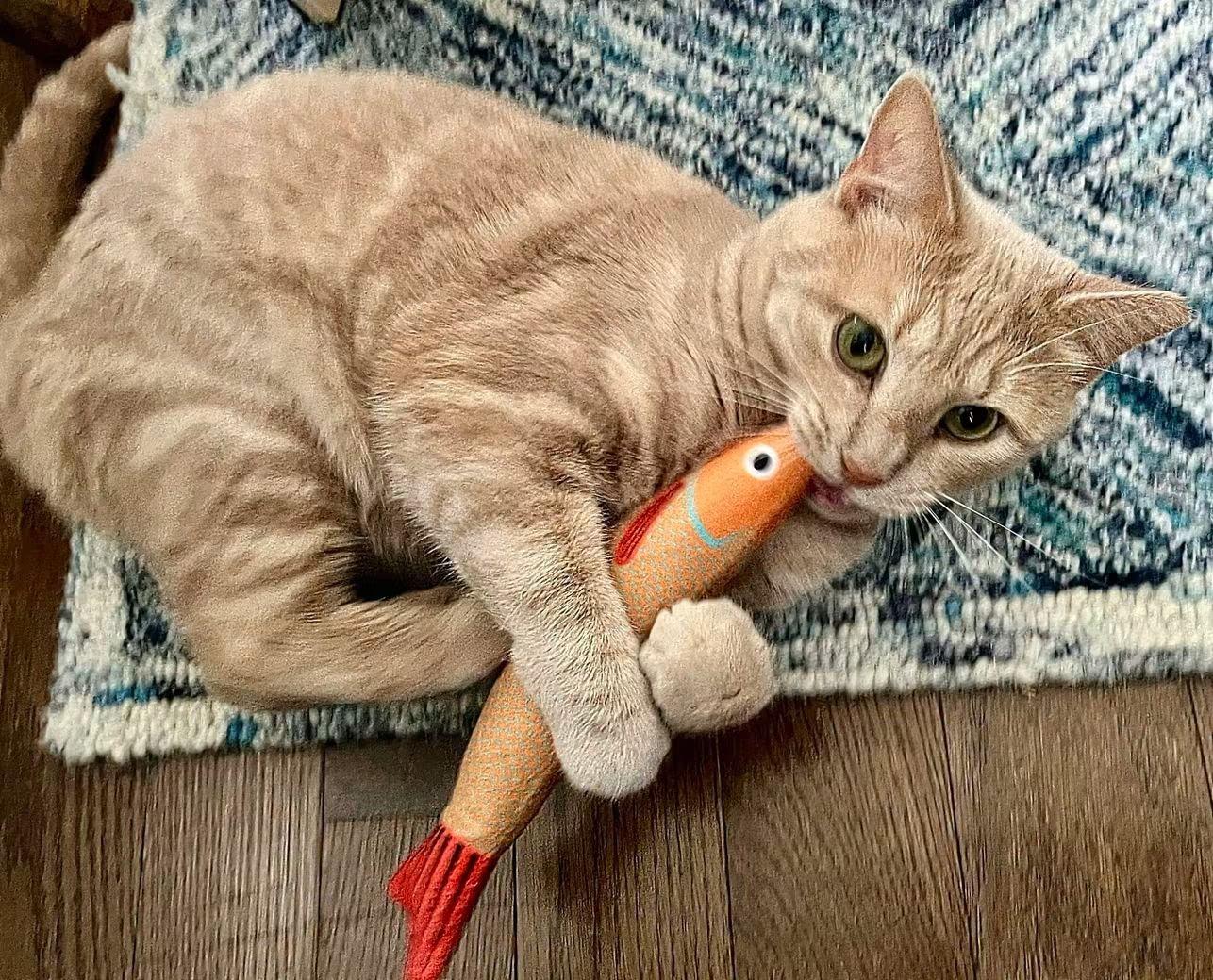 Enlarge Pumpkin, a Adoptable Tabby in Oriental, NC image 2/2