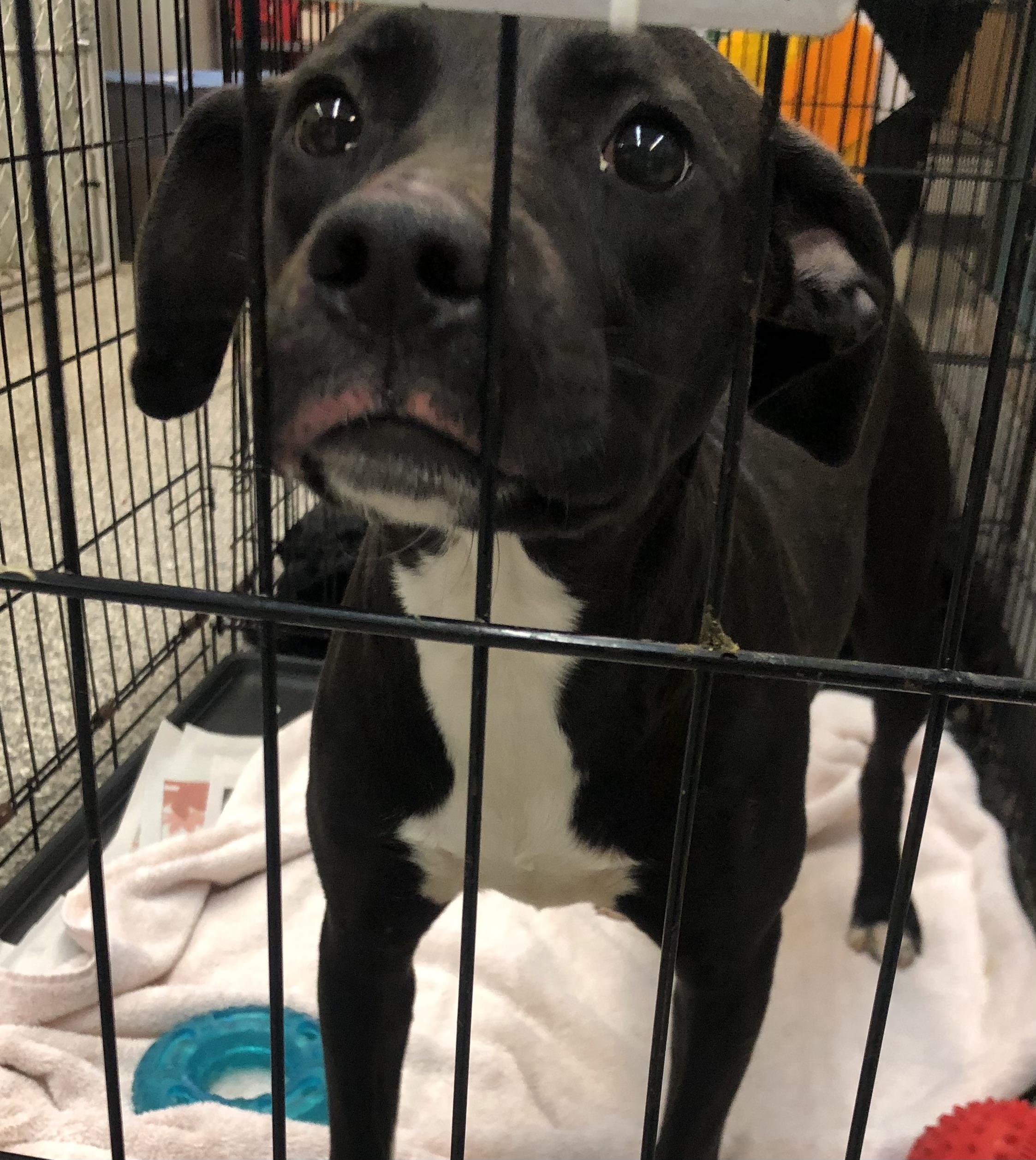 Enlarge Mira, a Adoptable mixed breed in Parma, OH image 2/2