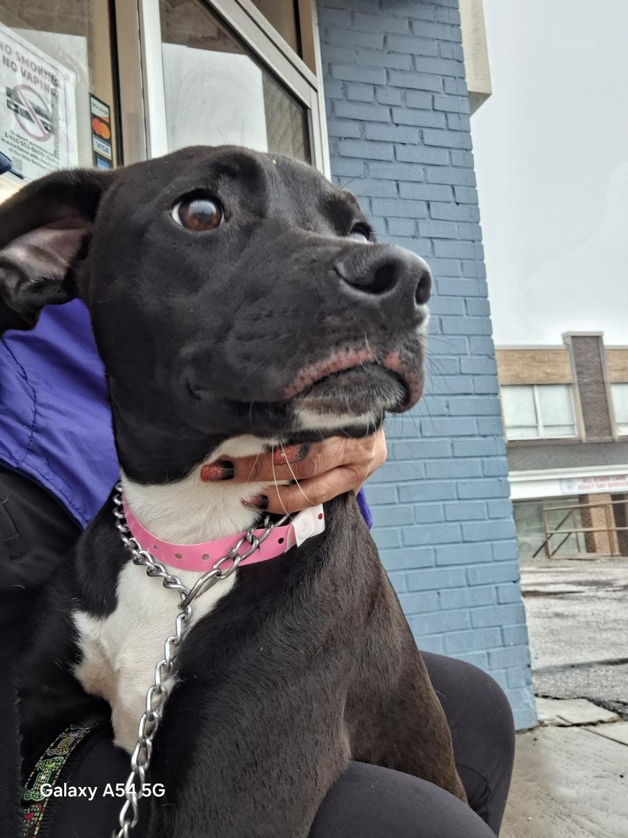 Mira, Adoptable, Puppy Female Labrador Retriever.