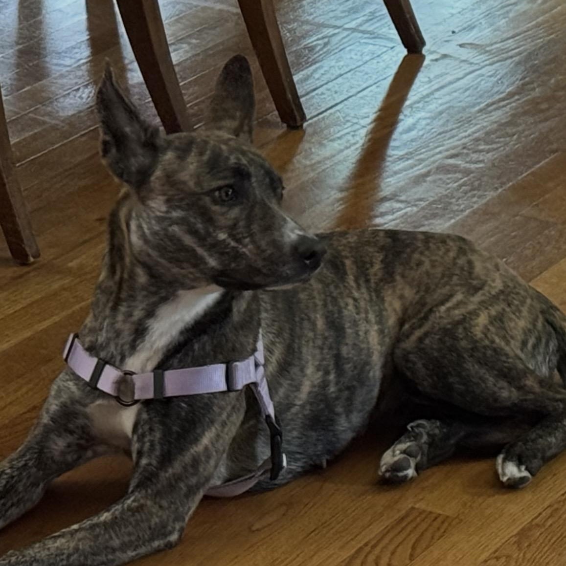 Cookie Crumble, a ADOPTABLE mixed breed in Brentwood, TN image 2/2