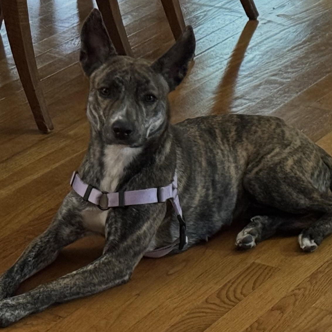 Cookie Crumble, a ADOPTABLE mixed breed in Brentwood, TN image 1/2