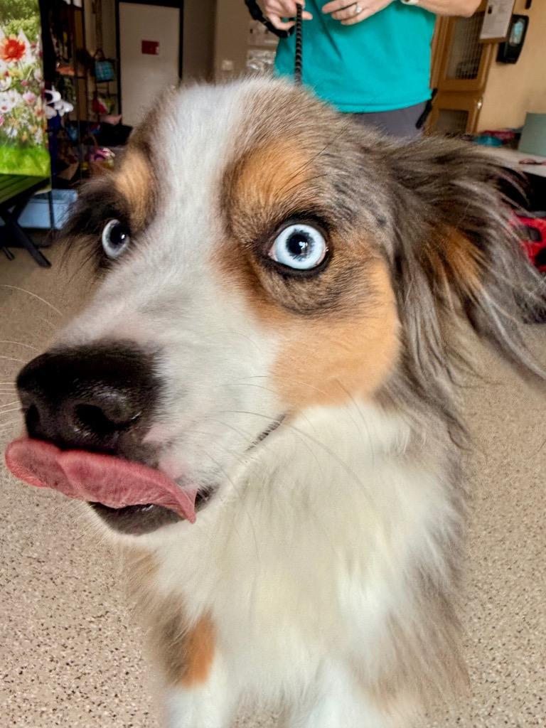 Oliver, Adoptable, Young Male Australian Shepherd.