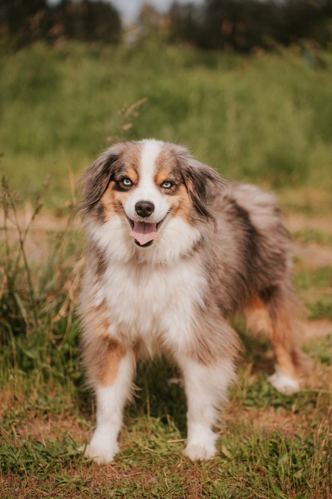 Oliver, a Adoptable Australian Shepherd in Newberg, OR image 2/6